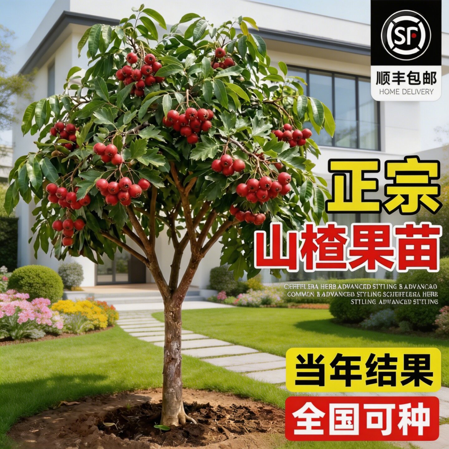 正宗山楂树果苗嫁接苗大金星山楂苗南方四季种植苗纯甜甜红子山楂