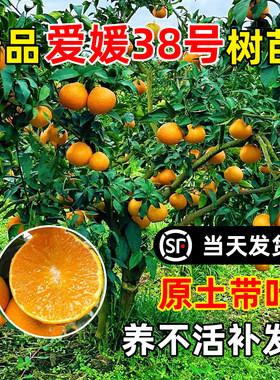 爱媛38号树苗果冻橙果树