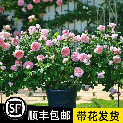 阳台庭院植物易活好养月季花苗