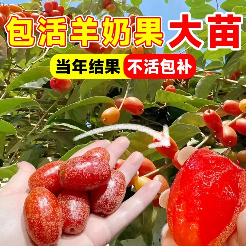 德甜二号羊奶果树特大南北种植图片