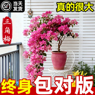 重瓣三角梅盆栽带花苞发货室内室外特大苗爬藤绿植庭院阳台好养活