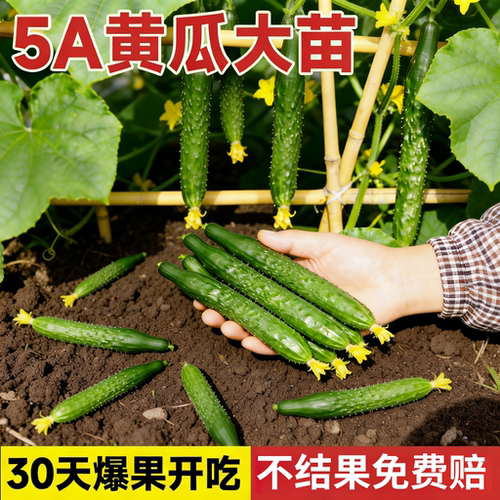 密刺老品种黄瓜苗四季可种易活