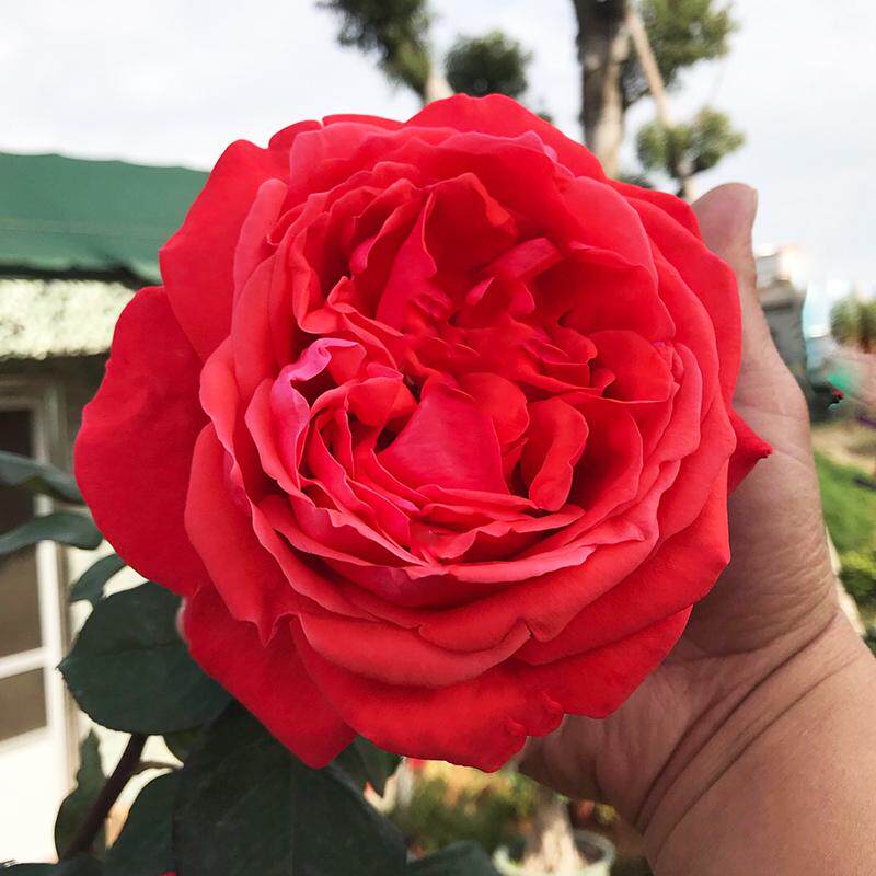 【绯扇】月季花苗浓香特大国月室内阳台庭院盆栽花卉植物易活好养