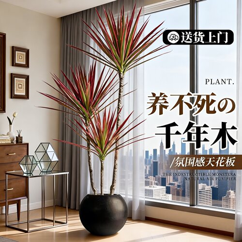 千年木落地大盆栽好养易活