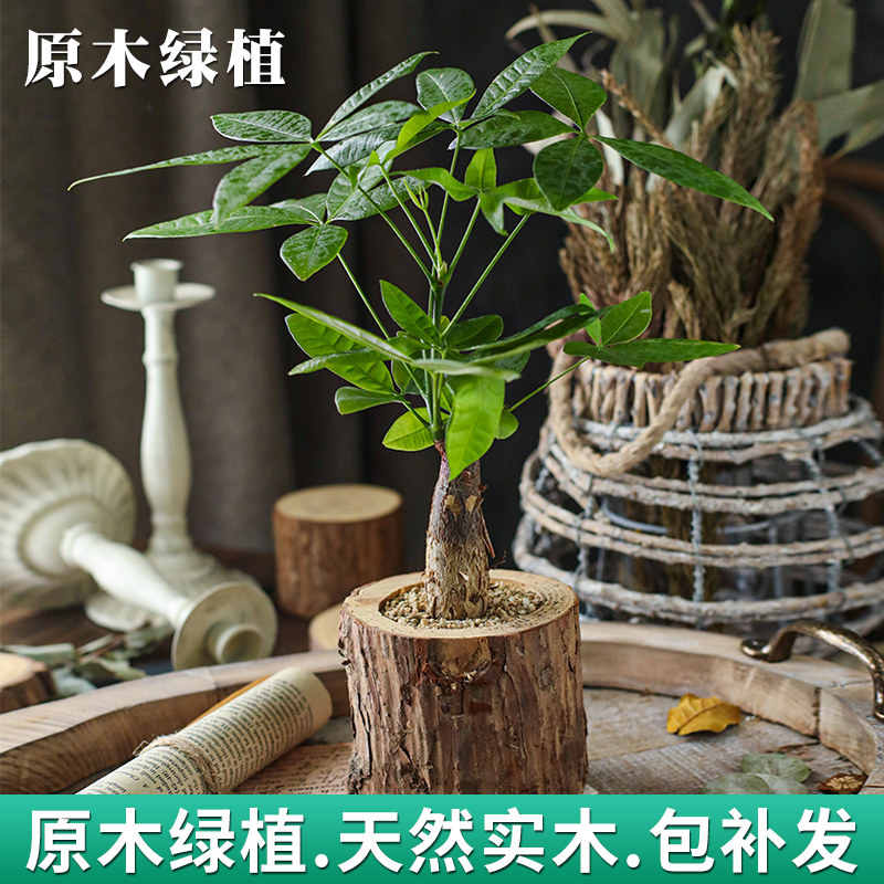 田园发财树植物盆栽室内客厅阳台清新空气四季好养栀子花长寿花