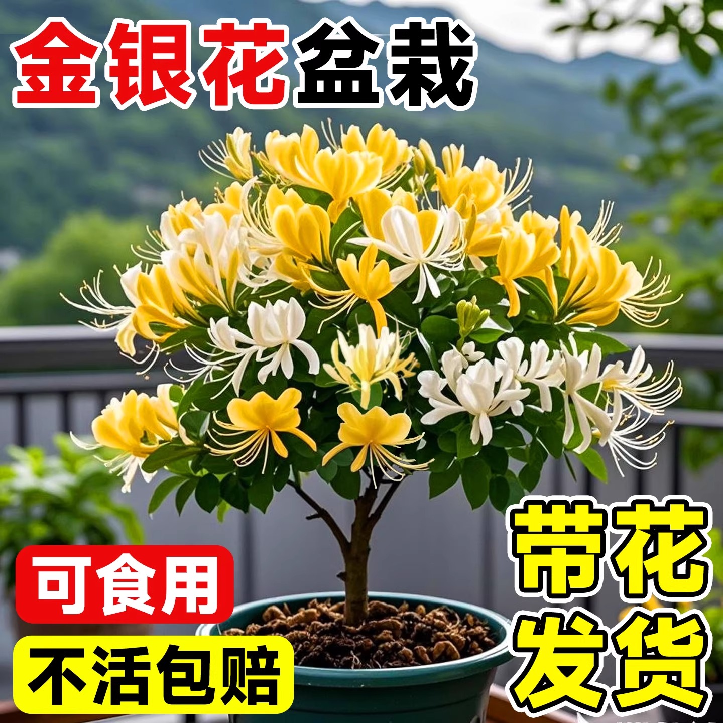 金银花树苗盆栽带花阳台庭院可观赏食用老桩四季开爬藤花卉绿植物