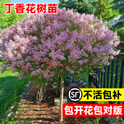 丁香花树苗盆栽四季卉耐寒