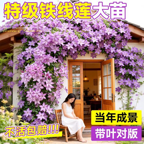 铁线莲大苗带苞爬藤盆栽重瓣