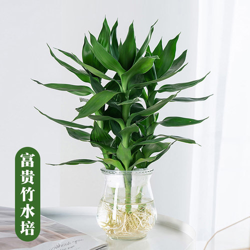 富贵竹富贵竹水培植物办公室