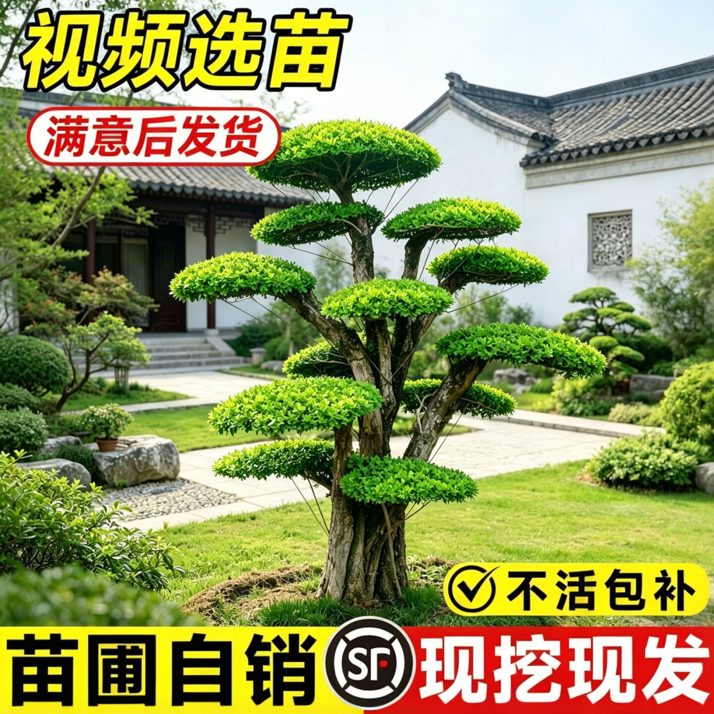 对接白蜡造型树罗汉松造型树黄杨造型树庭院别墅种植白蜡盆景树