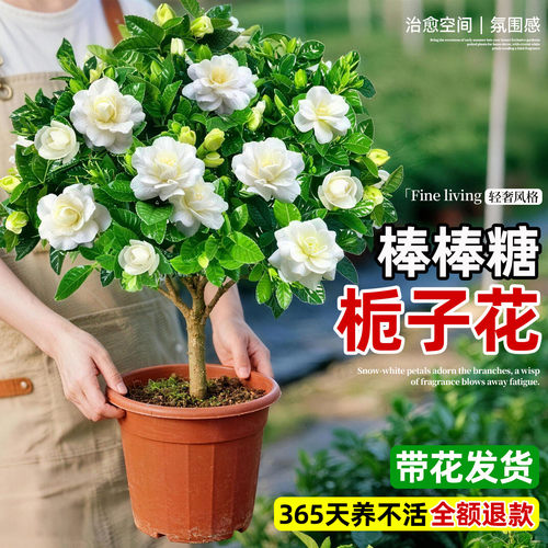 阳台室内外好养浓香栀子花盆栽