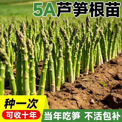 芦笋根苗带土四季种籽抗热耐寒