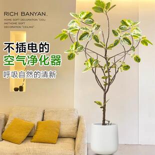 花叶黄金榕盆栽客厅室内高山榕橡皮树落地大型绿植物富贵榕花叶榕
