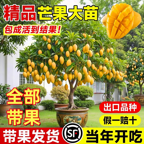 芒果嫁接苗南北方当年结果带土