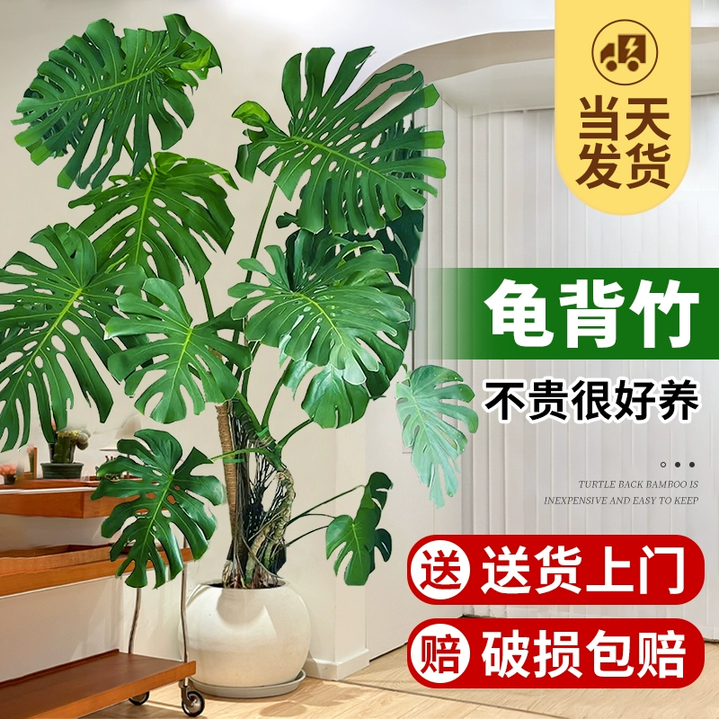 龟背竹客厅大盆栽老桩植物