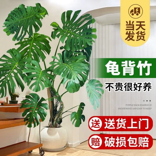 龟背竹客厅大盆栽老桩植物