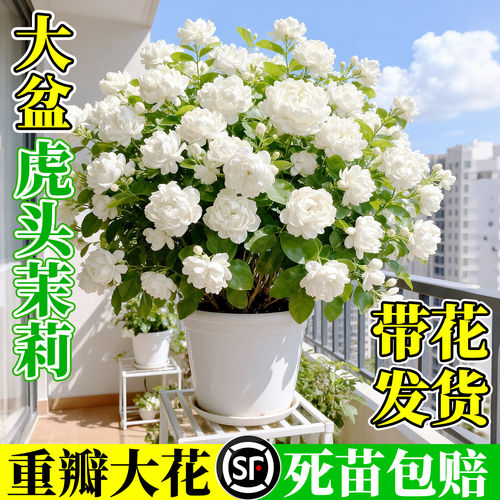 虎头茉莉花盆栽重瓣大花懒人适养