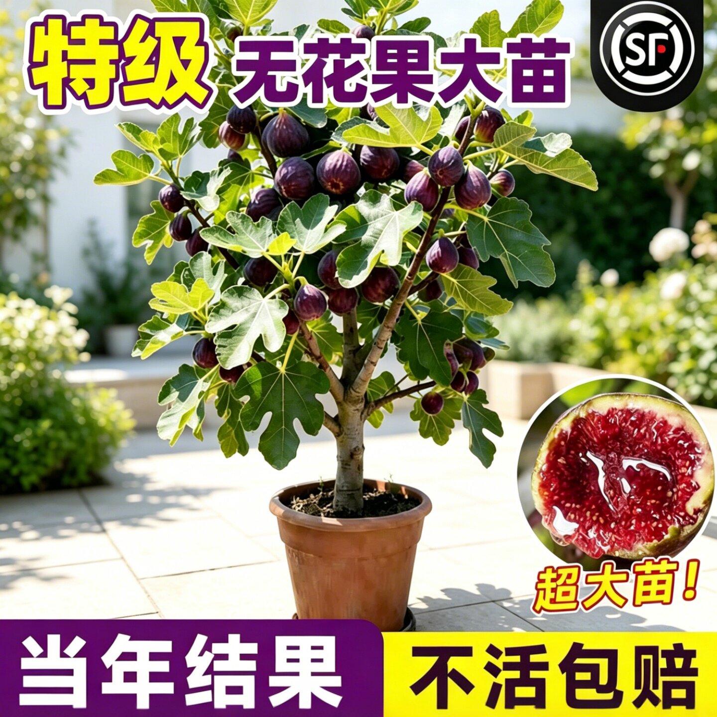 波姬红无花果盆栽当年结果耐寒图片