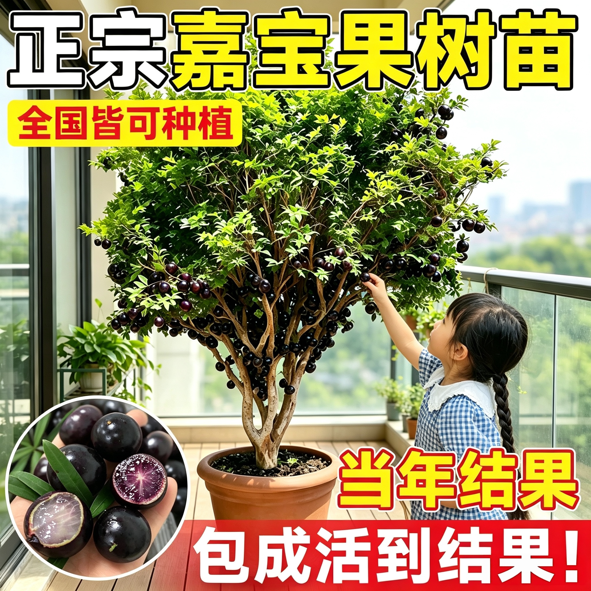 嘉宝果树苗当年结果南北可种图片