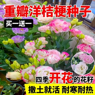 进口重瓣洋桔梗花种子四季播种开花易活花卉种孑室外花种籽子大全