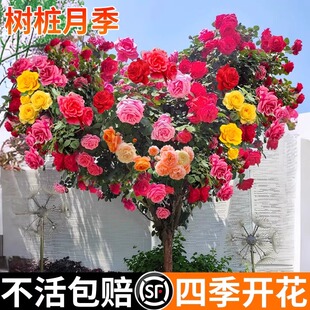 树桩月季花苗特大花浓香玫瑰老桩阳台庭院耐寒树状棒棒糖室外盆栽