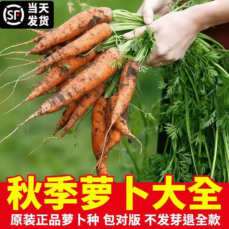高产红胡萝卜种子夏秋季农