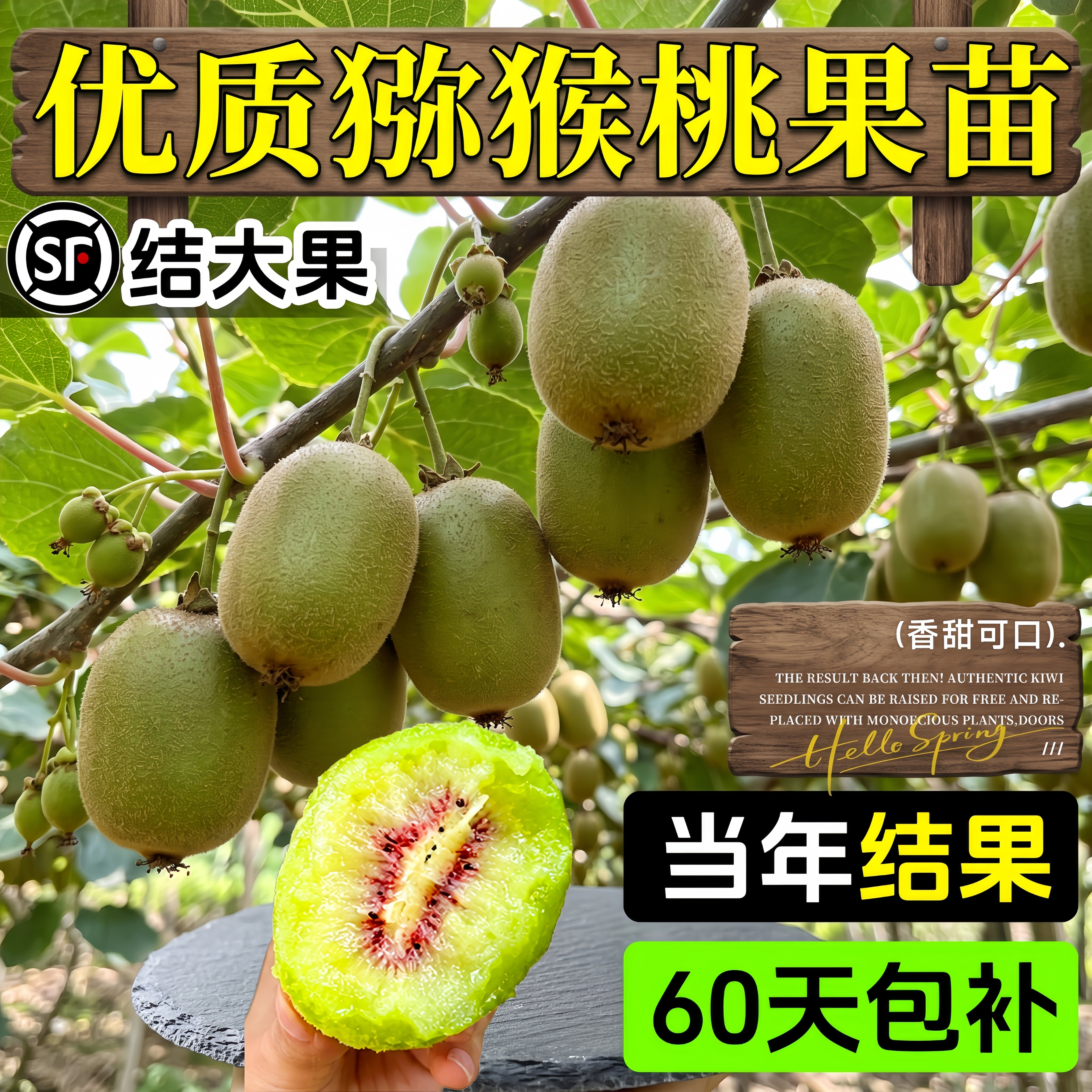 红心徐香猕猴桃树苗当年结果图片