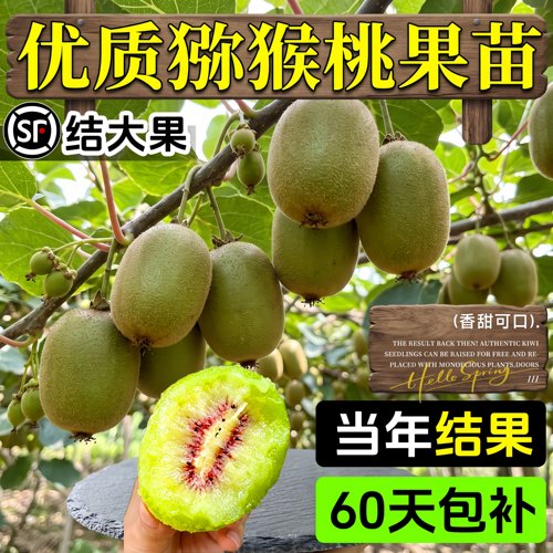 红心徐香猕猴桃树苗当年结果