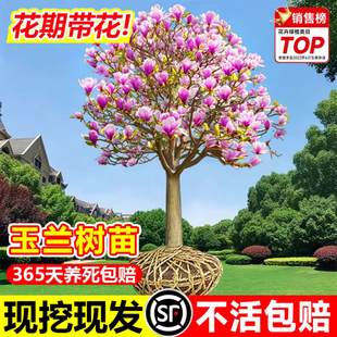 玉兰花树苗带花苞庭院室外四季好养红白黄紫玉兰花盆栽花卉耐寒树