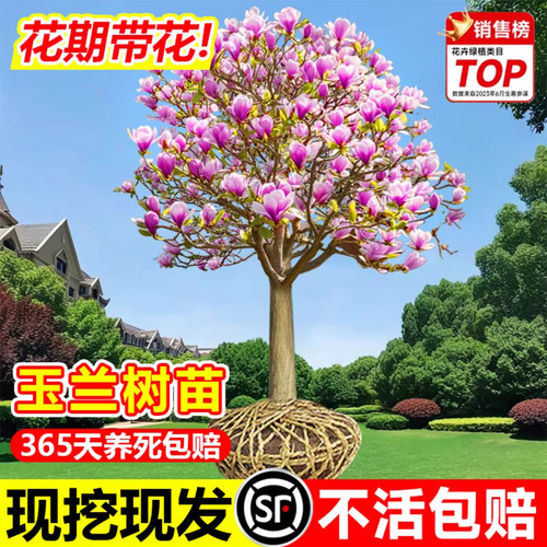 玉兰花树苗带花苞庭院室外四季好养红白黄紫玉兰花盆栽花卉耐寒树