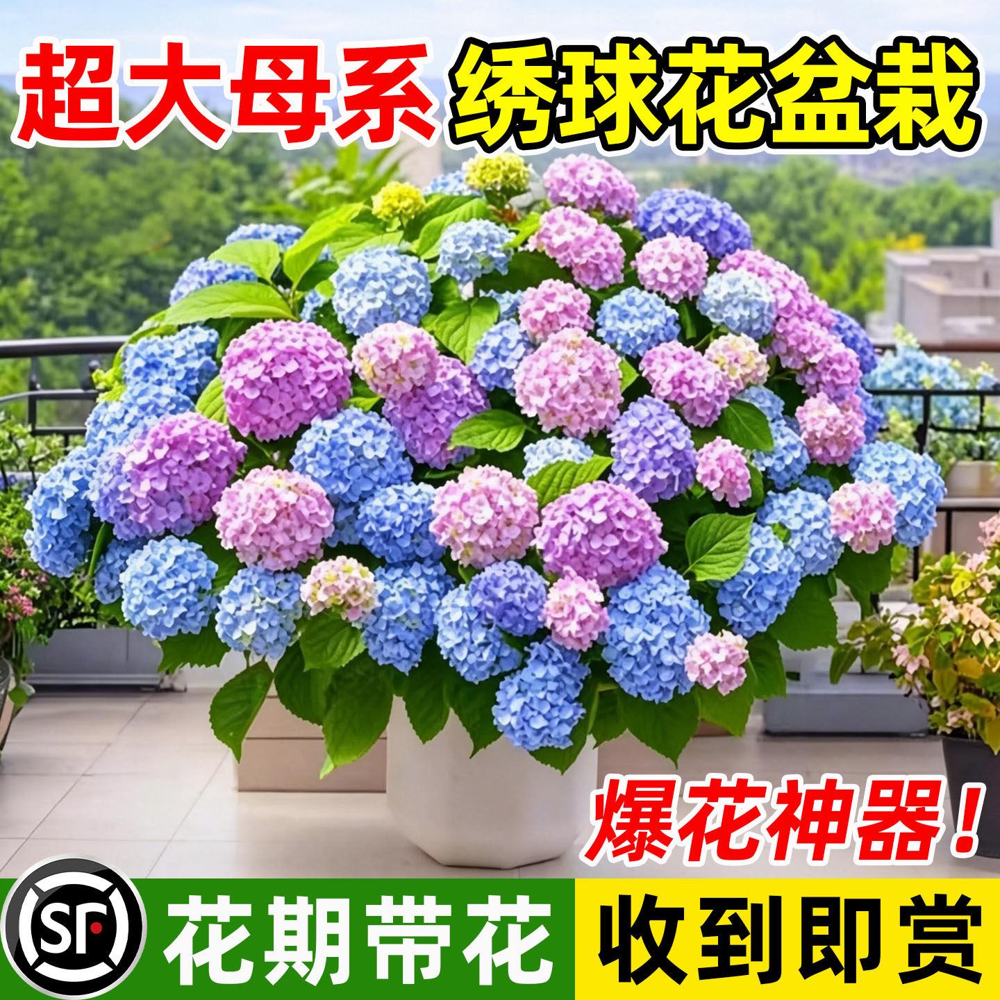 高档花卉绣球花苗盆栽无尽夏大苗阳台庭院别墅花园植物耐寒易养活