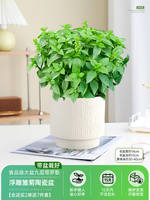 Basil potted plants are edible. Fresh large-leaf golden plants can be used for indoor garden rosemary and mosquito-repellent green plants thumbnail 6