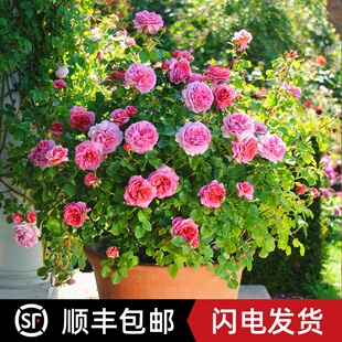 欧洲丰花月季肯特公主亚历山德拉公奥斯汀月季花苗特大浓香四季
