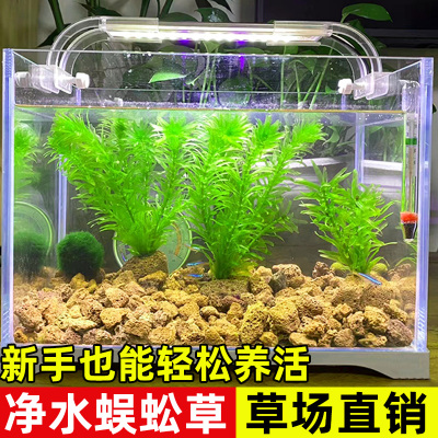 水草植物蜈蚣草鱼缸造景真水草