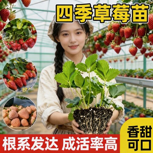 四季结果特大号优质草莓苗
