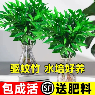 驱蚊竹柏水培植物室内养绿