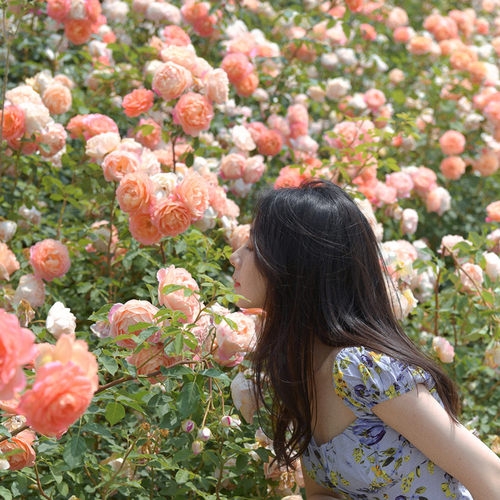 直播月季花苗庭院阳台花园