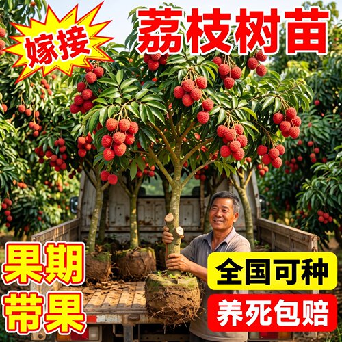 嫁接无核荔枝树苗当年结果