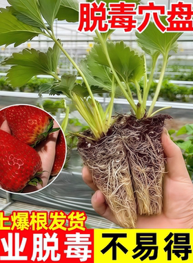 草莓苗秧穴盘脱毒红颜奶油四季结果阳台盆栽好养活批发草莓盆栽苗
