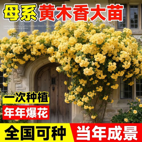 重瓣红木香花苗四季开花爬藤