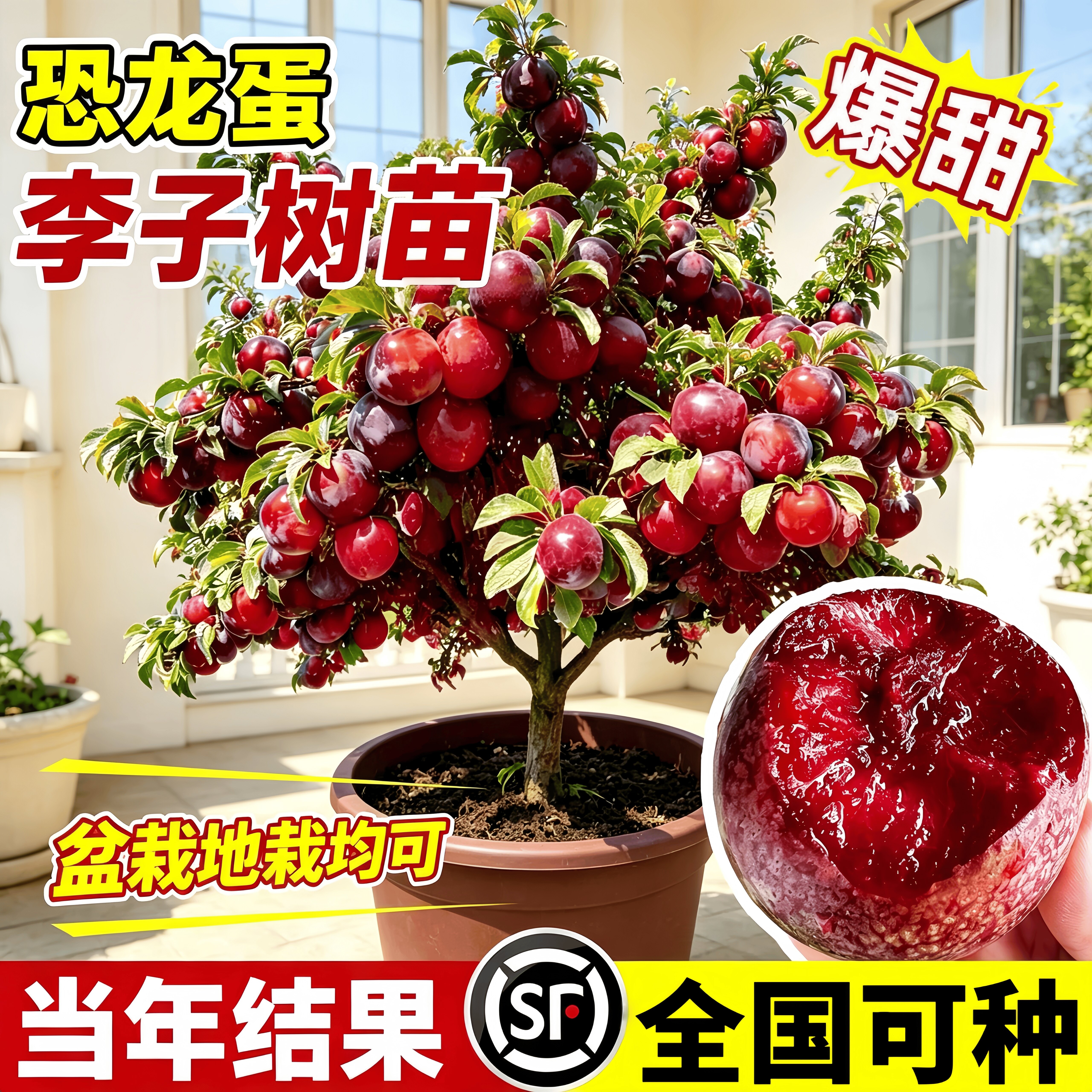 恐龙蛋血李子苗当年结果盆栽图片