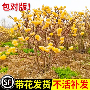 结香花树苗盆栽庭院风景别墅园林绿化耐寒植物四季浓香大苗木花卉