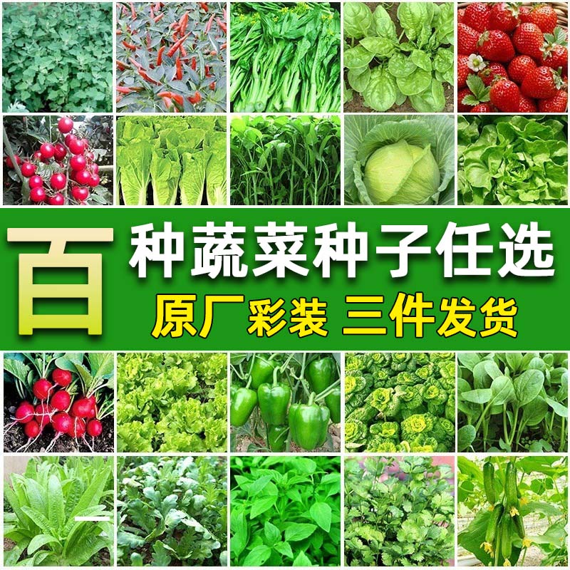 四季蔬菜种子菜种籽菜园盆栽小白菜辣椒黄瓜萝卜蔬菜种孑籽种大全