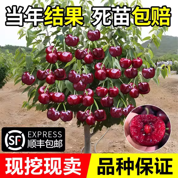 正宗车厘子树苗樱桃树苗盆栽黑珍珠果树庭院地栽南方北方种植果苗