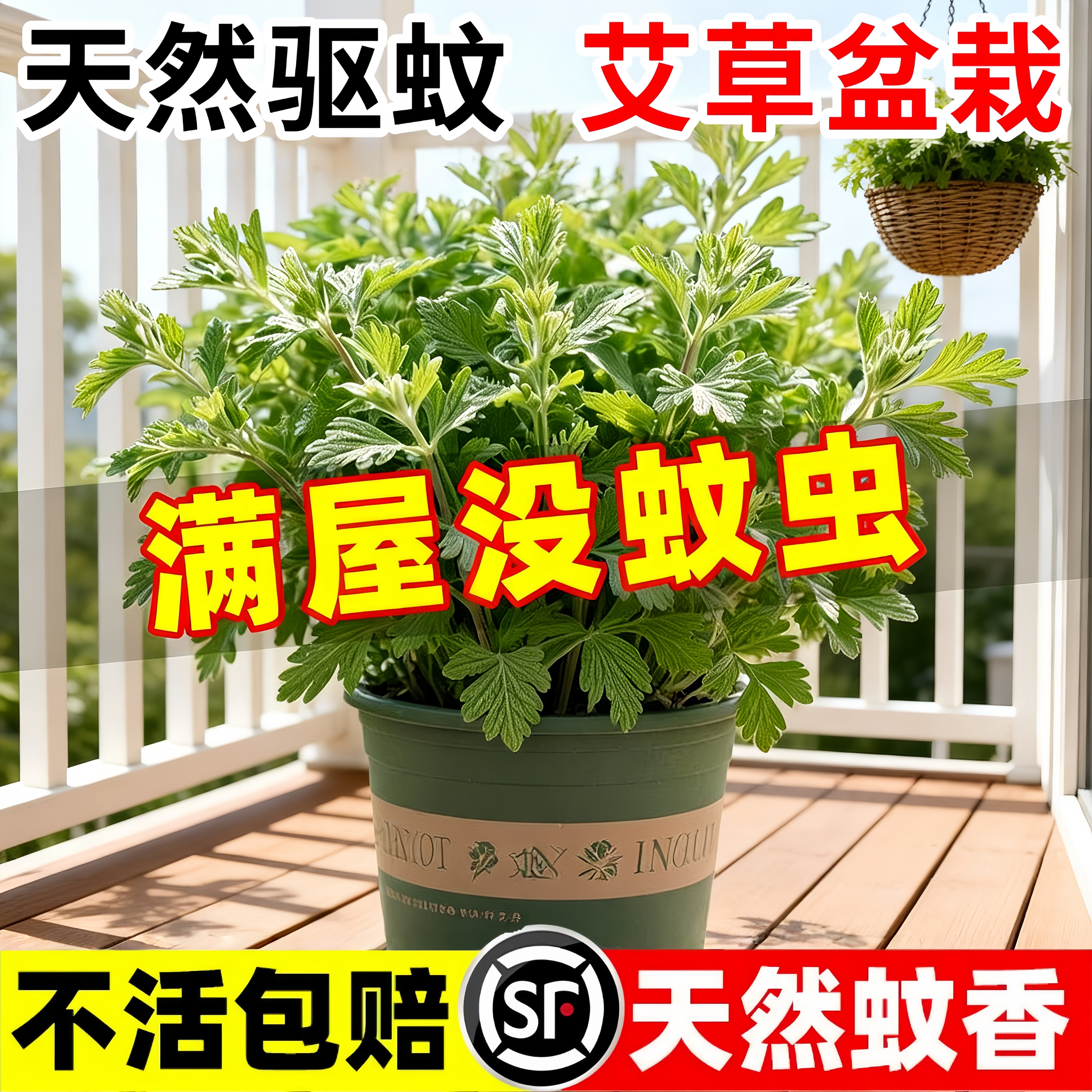 艾草盆栽驱蚊植物可食用香草防虫小叶艾蒿端午室内外阳台绿植盆栽