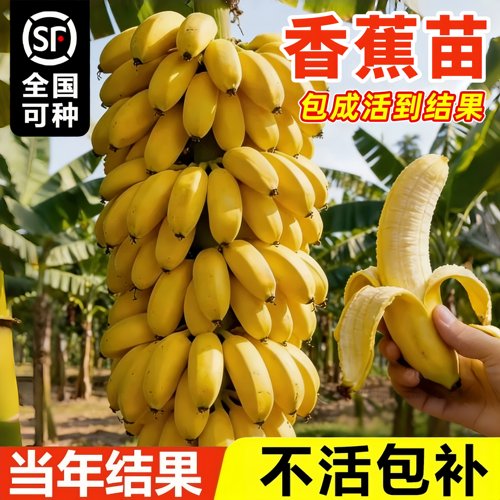 香蕉树苗矮化盆栽地栽当年结果
