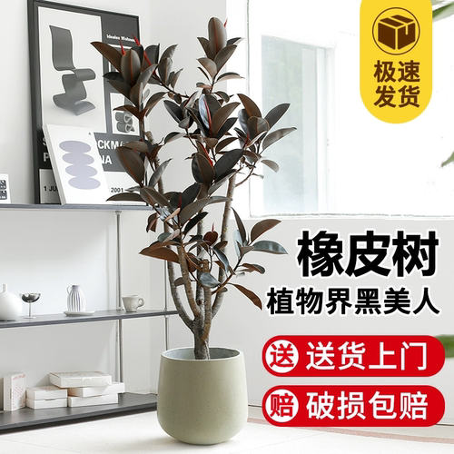 黑金刚橡皮树室内客厅造型