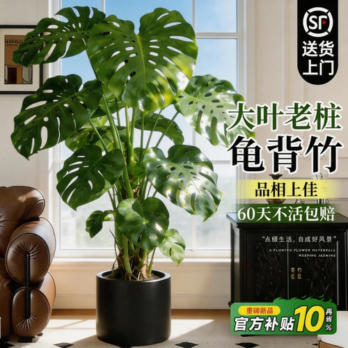 客厅高端好养龟背竹大盆栽