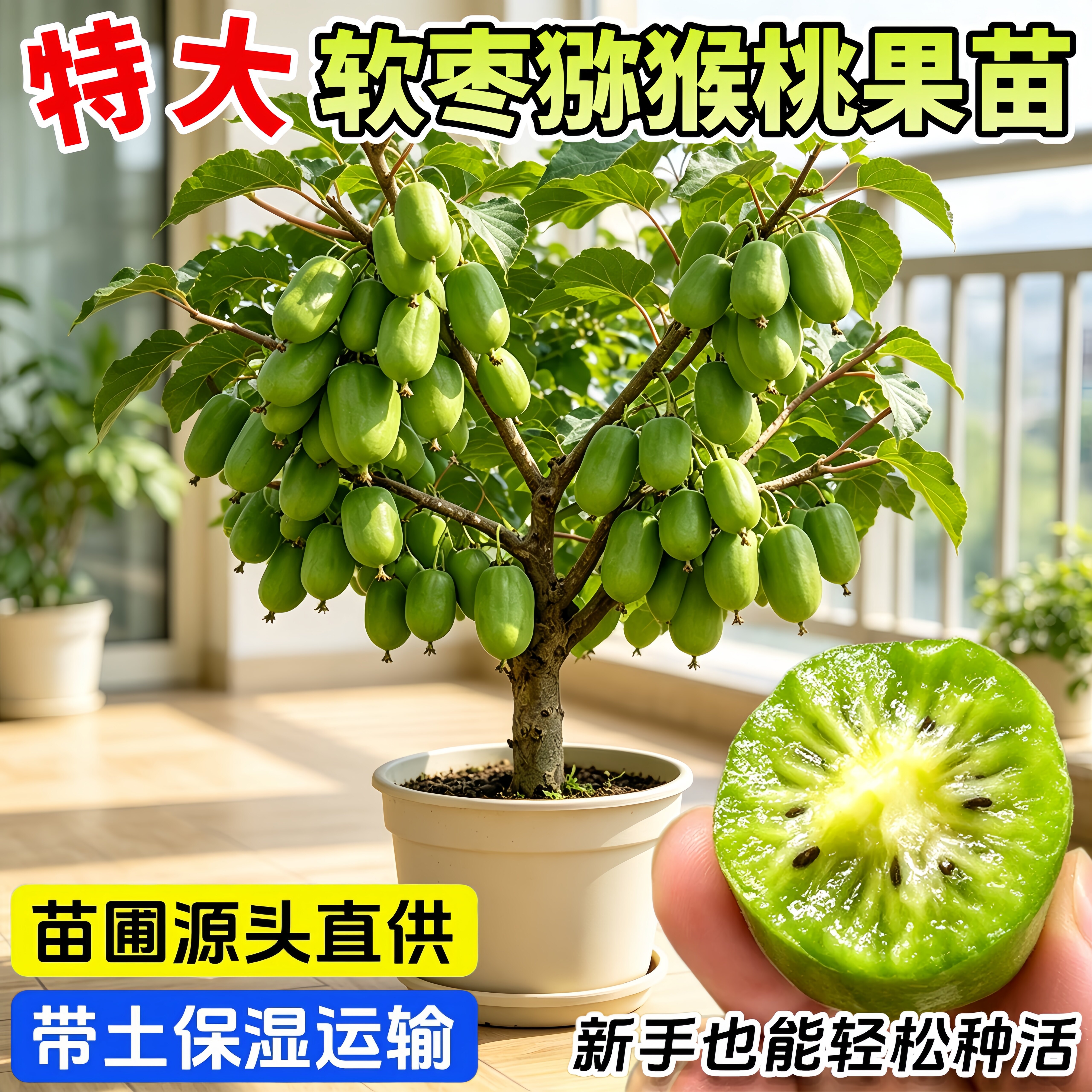 软枣猕猴桃树苗红心徐香当年结果图片