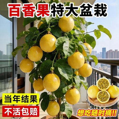 百香果嫁接大苗当年结果易活